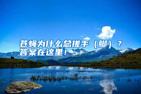 蒼蠅為什么總搓手（腳）？答案在這里！