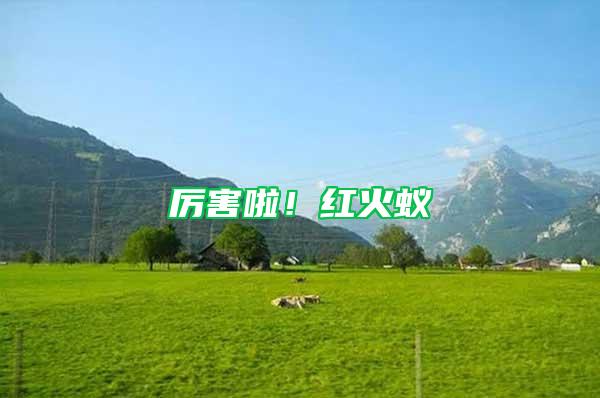 厲害啦！紅火蟻