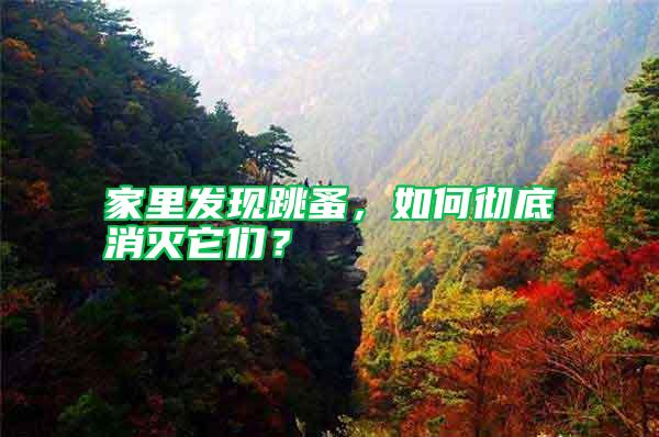 家里發(fā)現(xiàn)跳蚤,如何徹底消滅它們?