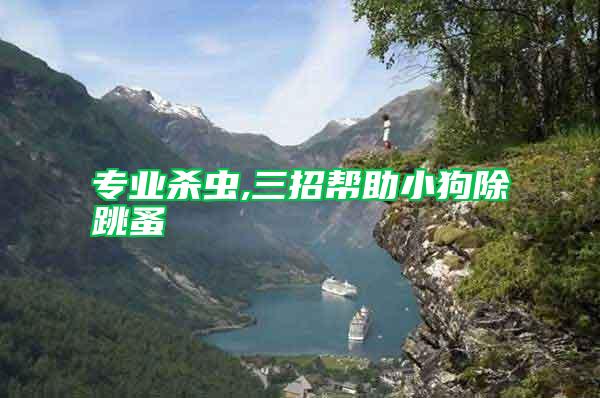 專業殺蟲,三招幫助小狗除跳蚤