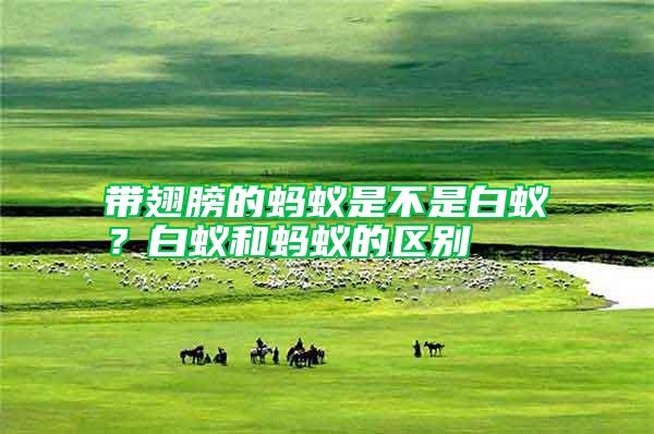 帶翅膀的螞蟻是不是白蟻？白蟻和螞蟻的區(qū)別