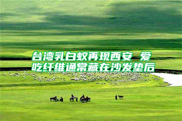 臺灣乳白蟻再現(xiàn)西安 愛吃纖維通常藏在沙發(fā)墊后