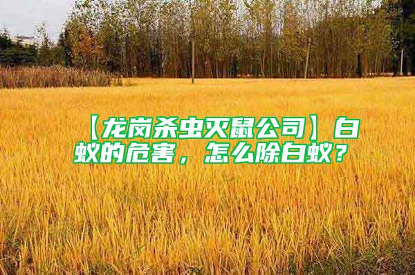 【龍崗殺蟲(chóng)滅鼠公司】白蟻的危害，怎么除白蟻？