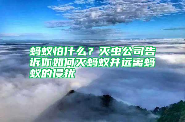 螞蟻怕什么?滅蟲公司告訴你如何滅螞蟻并遠離螞蟻的侵擾