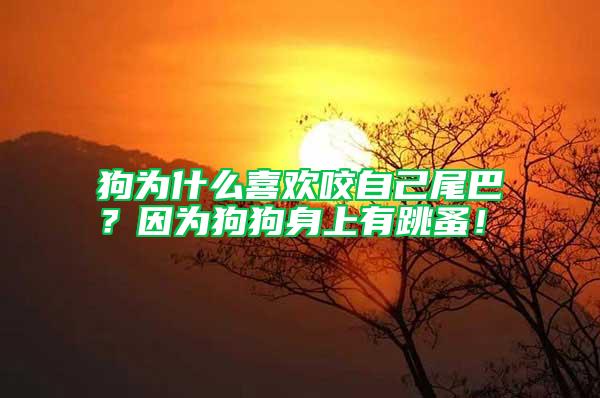 狗為什么喜歡咬自己尾巴？因為狗狗身上有跳蚤！