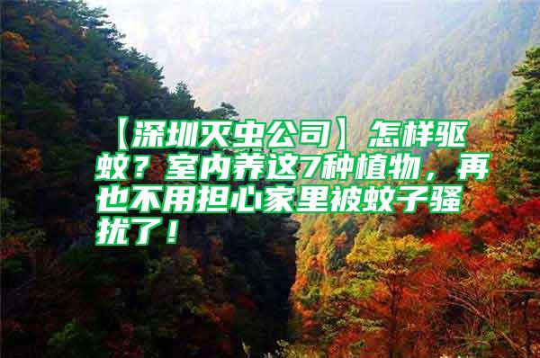 【深圳滅蟲公司】怎樣驅蚊？室內養這7種植物，再也不用擔心家里被蚊子騷擾了！