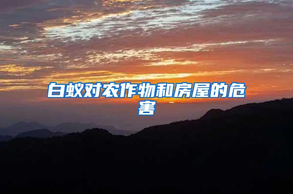 白蟻對(duì)農(nóng)作物和房屋的危害