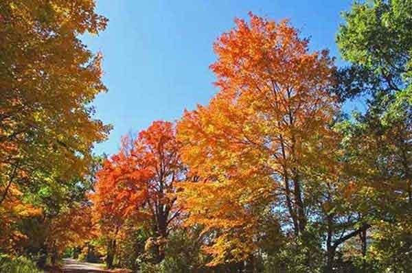 有效預(yù)防治理白螞蟻的方法