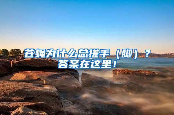 蒼蠅為什么總搓手（腳）？答案在這里！