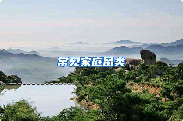 常見(jiàn)家庭鼠類(lèi)