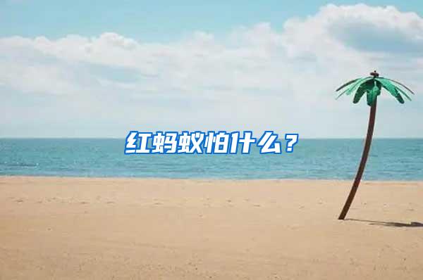 紅螞蟻怕什么？