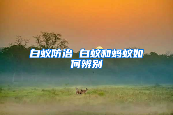 白蟻防治 白蟻和螞蟻如何辨別