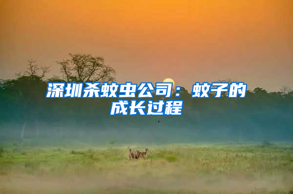 深圳殺蚊蟲公司:蚊子的成長過程