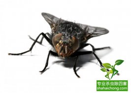 蒼蠅亂飛遭查封,食品加工行業該如何滅蠅?