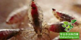 殺蟲加盟能夠提供哪些滅蟲服務(wù)