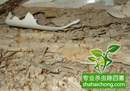 深圳白蟻防治白蟻對(duì)農(nóng)作物、林木及園藝作物的危害