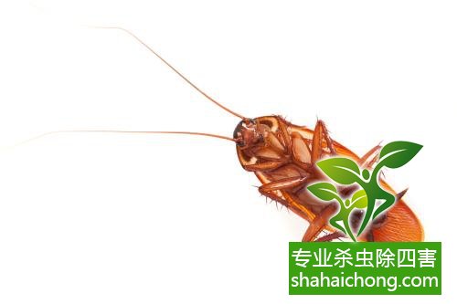 殺蟑螂公司怎么樣滅蟑螂