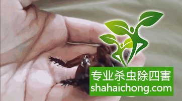 如何消滅蟑螂,怎么樣滅除蟑螂