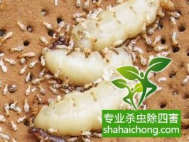 深圳白蟻防治公司對(duì)白蟻危害的調(diào)查