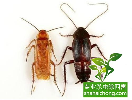 除蟑螂滅蟑螂的方法 如何消滅蟑螂,怎么樣滅除蟑螂